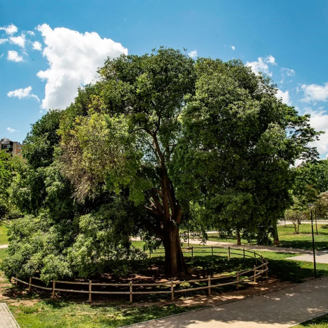 Arbol del año en España 2026. Abierto el concurso-votación.